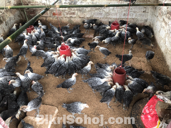 ফাউমি মুরগি